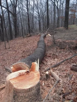 [Hearth.com] Cherry Down for my New Years Day Bang, 6 More to Go