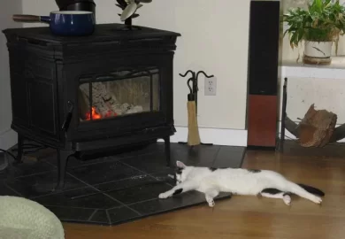 [Hearth.com] Cats love warmth