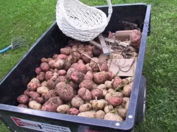 [Hearth.com] Some of the vegetables from the garden