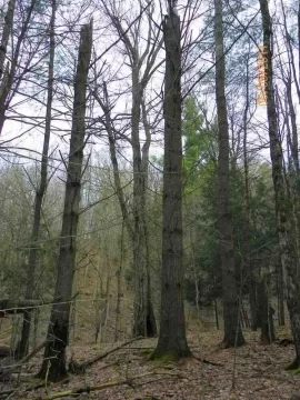 [Hearth.com] Smokin / Milling Trees Lined Up