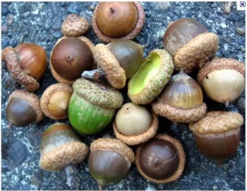 [Hearth.com] Anyone burning crushed acorn shells? Answer is Yes