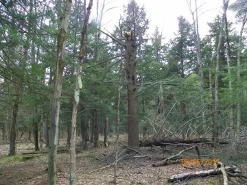 [Hearth.com] Chainsaw Lumbermaking by Will Malloff