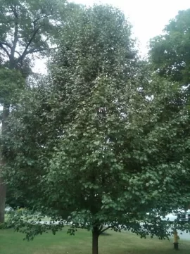 [Hearth.com] Strange Midnight sounds in July from the Bradford Flowering Pear Tree? Mystery sounds identified!! T