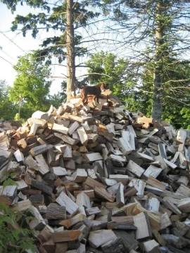 [Hearth.com] My woodpiles have turned into animal kingdom