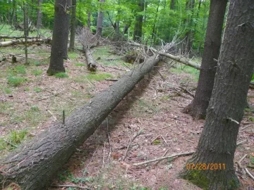 [Hearth.com] 660 Milling White Pine