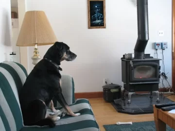 [Hearth.com] Puppies and Wood Stoves??