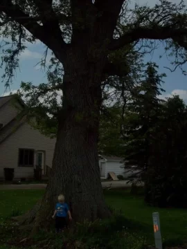 [Hearth.com] Large Dead Oak Come Down And Provide 8 Cord Of Wood