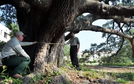 [Hearth.com] Large Dead Oak Come Down And Provide 8 Cord Of Wood