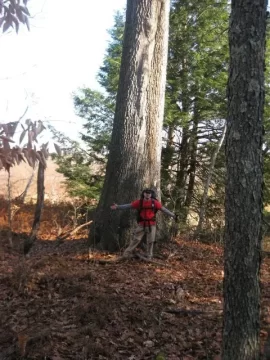 [Hearth.com] Large Dead Oak Come Down And Provide 8 Cord Of Wood