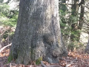 [Hearth.com] Large Dead Oak Come Down And Provide 8 Cord Of Wood