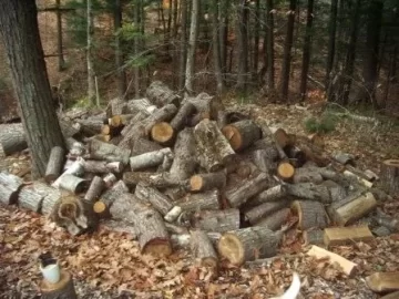 [Hearth.com] A fine pile of PINE