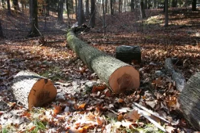 [Hearth.com] Nice maple tree - too nice to use for firewood?