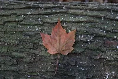 [Hearth.com] Nice maple tree - too nice to use for firewood?