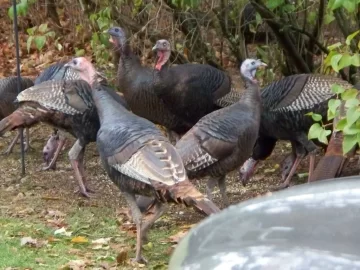 [Hearth.com] My Backyard on Turkey Day