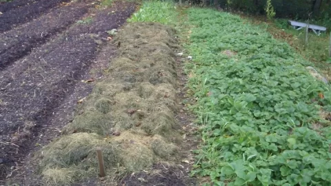 [Hearth.com] Mulch for garlic