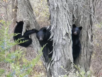 [Hearth.com] three little bears