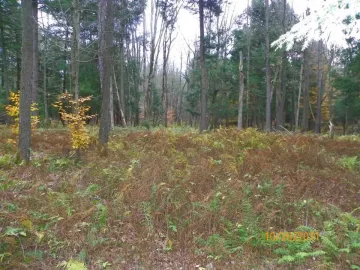 [Hearth.com] Area for our Cabin Build