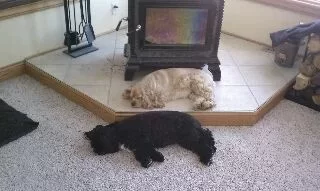 [Hearth.com] It's a "ruff" life