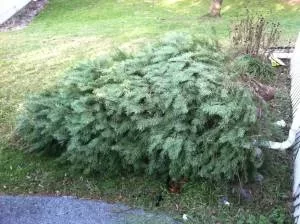 [Hearth.com] Used Christmas Tree for Sale as Firewood - $50