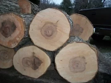 [Hearth.com] Tree/firewood ID (maple ?)