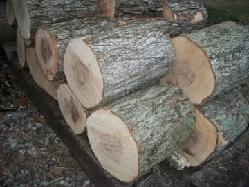 [Hearth.com] Tree/firewood ID (maple ?)