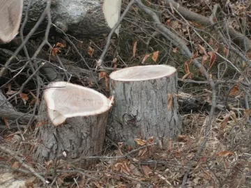 [Hearth.com] New White/Bur Oak etc salvaged from road right-of way PIC HEAVY