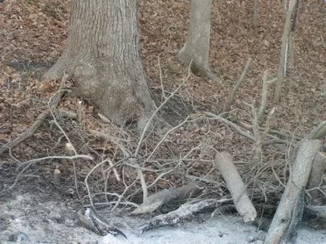 [Hearth.com] New White/Bur Oak etc salvaged from road right-of way PIC HEAVY