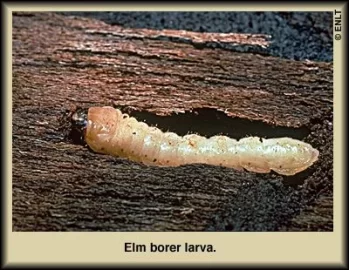 [Hearth.com] White wormy larvae under bark of firewood