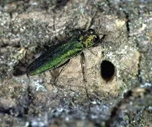 [Hearth.com] White wormy larvae under bark of firewood