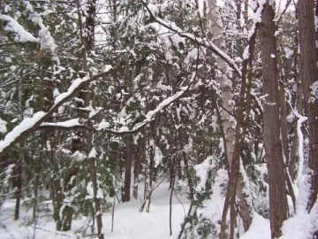 [Hearth.com] The Stunning Beauty of this NH Winter