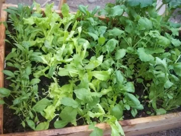 [Hearth.com] Anyone with a vegetable garden?