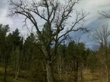 [Hearth.com] Tree ID please