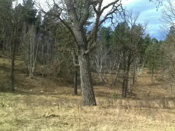 [Hearth.com] Tree ID please