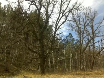 [Hearth.com] Tree ID please