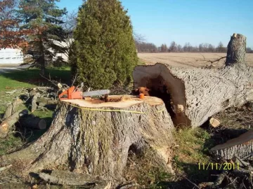 [Hearth.com] Now THIS is a TREE!