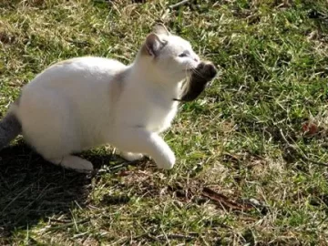 [Hearth.com] mice in wood pile