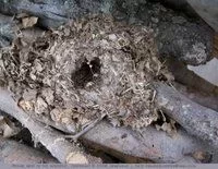 [Hearth.com] mice in wood pile