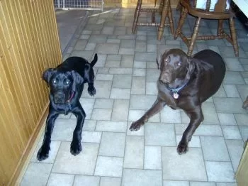 [Hearth.com] Labrador dog question