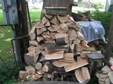 [Hearth.com] Size DOES matter ;-)  Huge Honey Locust fell into my lap again