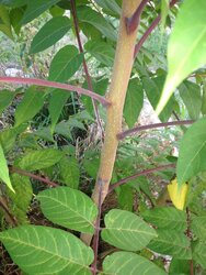 Weed or Tree ID