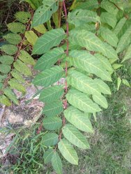 Weed or Tree ID