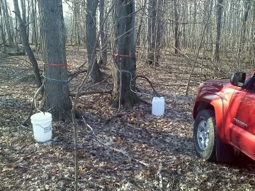 [Hearth.com] Maple syrup making --Help me get started