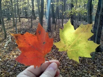 [Hearth.com] Maple syrup making --Help me get started