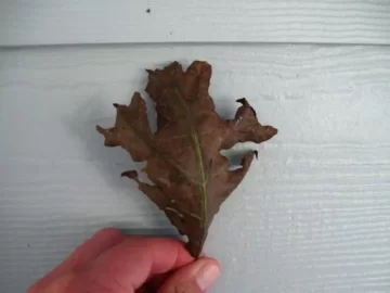 [Hearth.com] Some thoughts on the American Chestnut and the Emerald Ash Borer