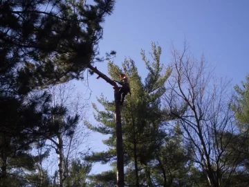 [Hearth.com] Arborist at work