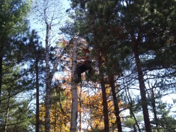 [Hearth.com] Arborist at work