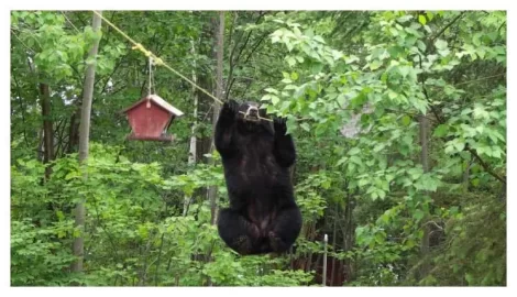 [Hearth.com] Things you see when cutting wood.