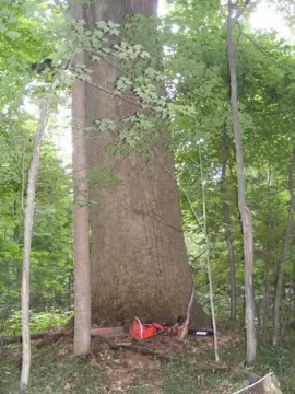 [Hearth.com] This is how we grow them in Virginia