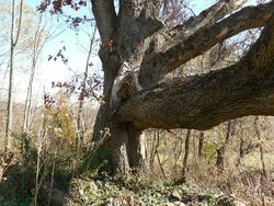 Old Dead Oak Tree