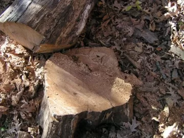 [Hearth.com] What's the biggest tree you ever felled with a chansaw ?